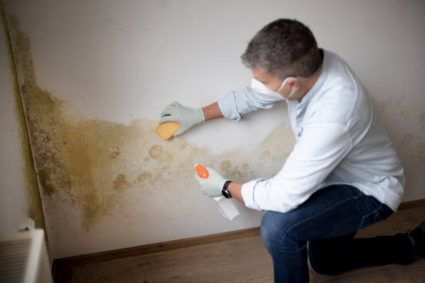 Best Real Estate Mold Inspection  in Crewe, VA